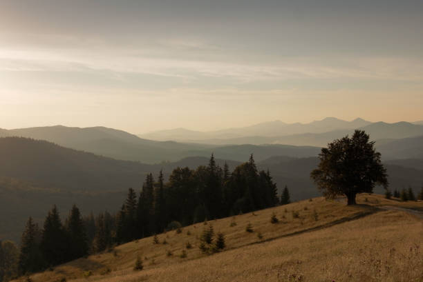 istock Mountain Landscape. Lonely Tree Near The Hiking Path. 1002342678
