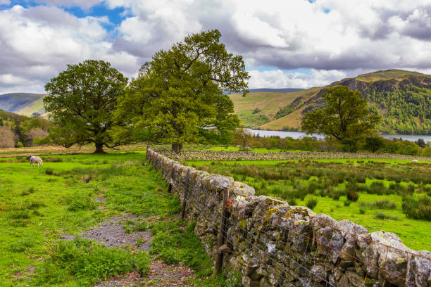 istock Sheep grazing on a mountain meadow in England. 1002358092