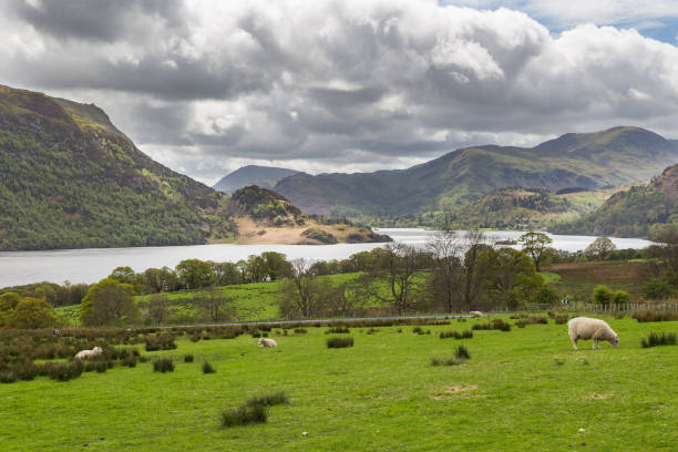 istock Sheep grazing on a mountain meadow in England. 1002358350