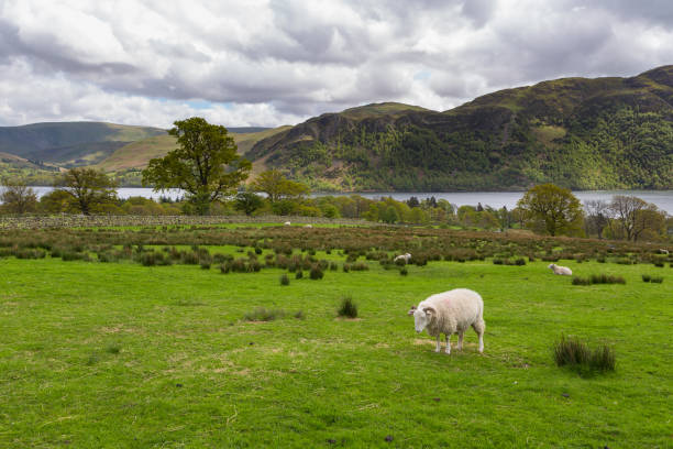 istock Sheep grazing on a mountain meadow in England. 1002358536