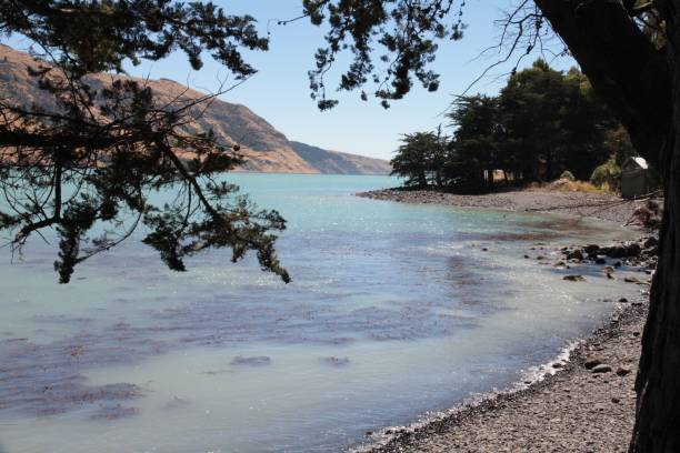 아카로 아-뱅크스 반도, 뉴질랜드 - akaroa banks peninsula bay sea 뉴스 사진 이미지