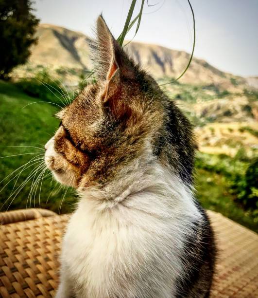 istock Kitten head in mountain Garden 1002358986