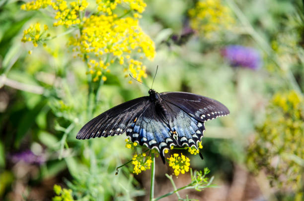 istock Closeup of a Spicebush Swallowtail Butterfly 1002359252