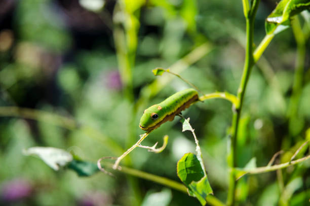 Caterpillar of Spice Swallowtail Butterfly on Leaf