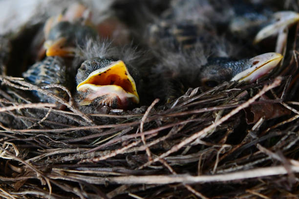 istock Baby Robin's in a Nest 1002368372