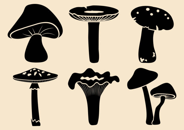 satz von verschiedenen pilzen. schwarze silhouette. vektor-illustration - poisonous organism illustrations stock-grafiken, -clipart, -cartoons und -symbole