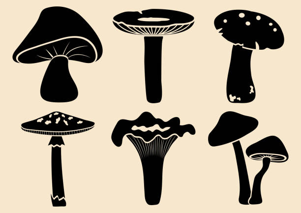 다른 버섯 세트입니다. 검은 실루엣. 벡터 일러스트 레이 션 - poisonous organism illustrations stock illustrations