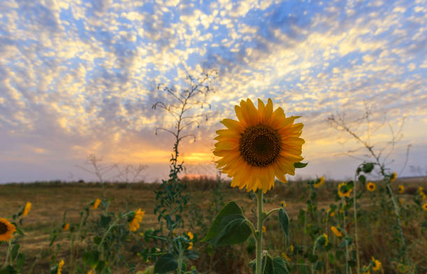 istock Ripe sunflower on the field at sunset 1002372898