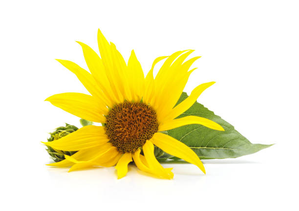 istock Sunflower flower with leaves. 1002377170
