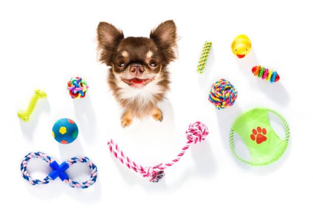 istock close up curious dog looks up with toys 1002377302