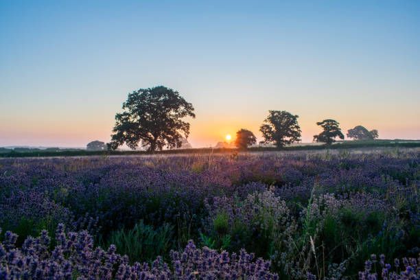 istock Sunrise over the lavendar fields of somerset 1002377628