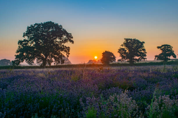 istock Sunrise over the lavendar fields of somerset 1002377632