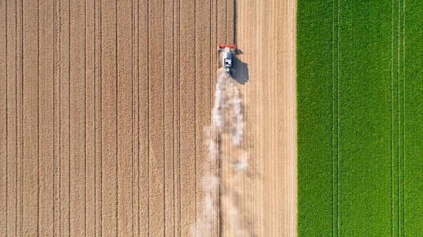 Harvesting a wheat field, dust clouds Harvesting a wheat field, dust clouds - aerial view agricultural machinery photos stock pictures, royalty-free photos & images