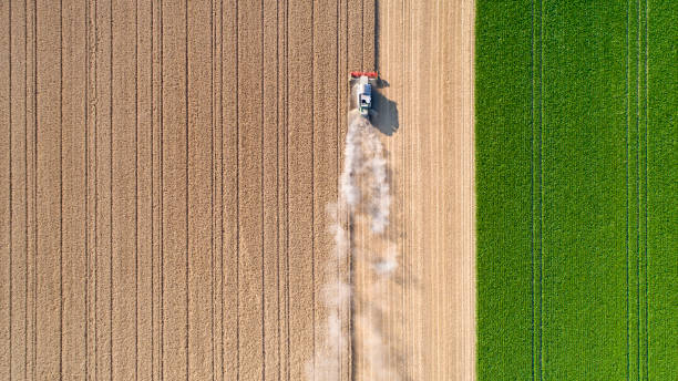 сбор пшеничного поля, пылевые облака - agriculture harvesting wheat crop стоковые фото и изображения