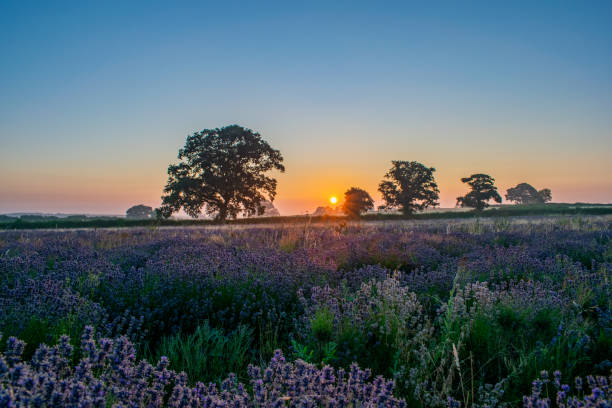 istock Sunrise over the lavendar fields of somerset 1002377814