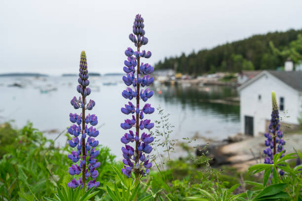 Lupine blooms at the edge of a Maine fishing village stock photo