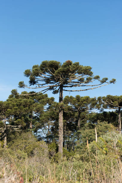 istock Serra Geral, Rio Grande do Sul - Brazil 1002389156