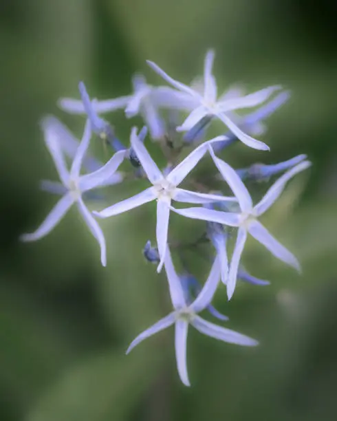 Soft blue star flowers bouquet