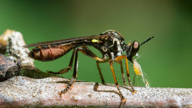 guêpe mangeant un puceron - aile vestigiale photos et images de collection