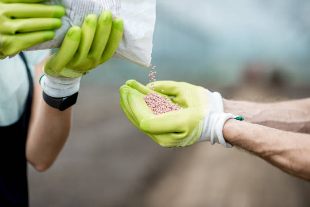 Farmer holding mineral fertilizers