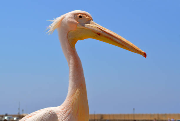 istock Pink pelican in Paphos Harbour 1002406944