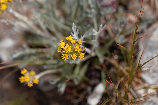 Flower of a white genepi (Artemisia umbelliformis), an alpine flower used for liquor production.
