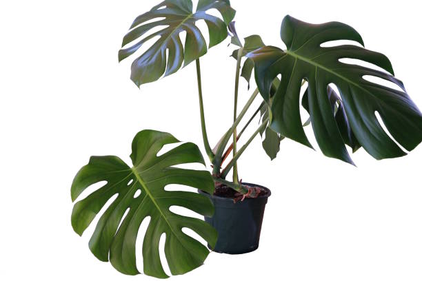 istock Monstera in a pot isolated on white background 1002411042