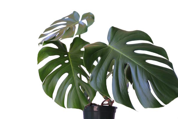 istock Monstera in a pot isolated on white background 1002411054