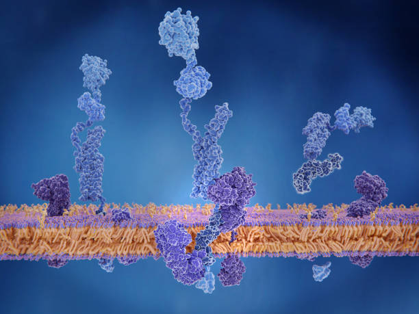 istock The amyloid precursor protein (APP) being cleaved by gamma and beta secretase and releasing the beta amyloid peptide. 1002425356