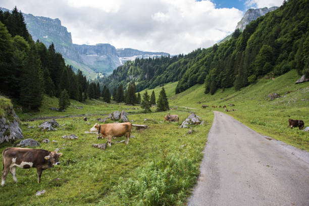 istock european alps nature landscape 1002430660