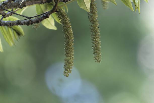 istock Flower of a Caucasian wingnut(Pterocarya fraxinifolia) 1002446966