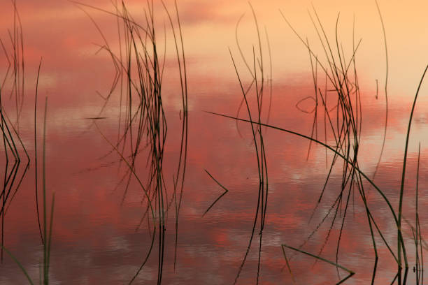 istock Beautiful Reeds Of Grass In Nature. 1002456276