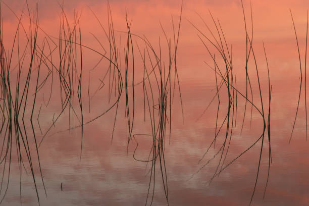 istock Beautiful Reeds Of Grass In Nature. 1002456284