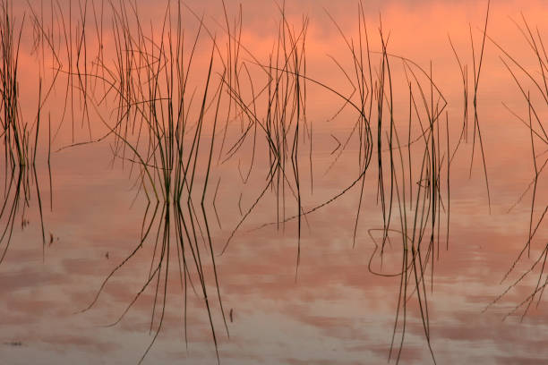 istock Beautiful Reeds Of Grass In Nature. 1002456420