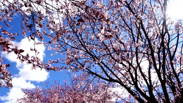 The blossoming Oriental cherry in the spring.