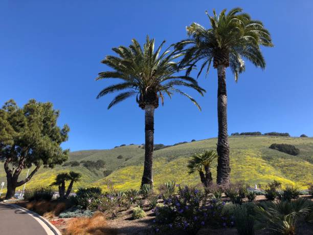 istock Palm trees and plants in Pismo 1002460554