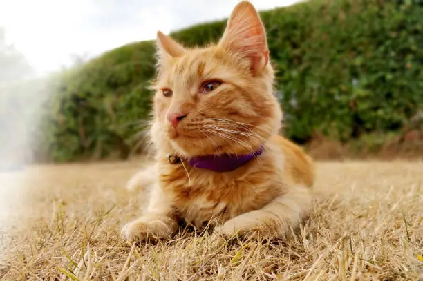 A cute, fluffy, brown-eyed ginger house cat laying and relaxing in the heat blending into the grass staring into the distance with collar. Hedgerow in the background.