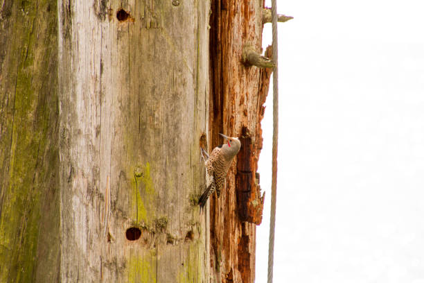 istock A northern flicker woodpecker hunting for insects