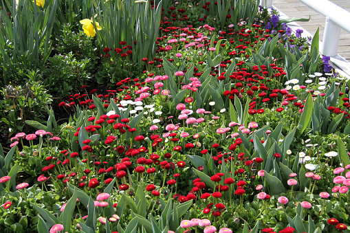 Una pequeña parcela de rojas, rosa, moradas y blancas flores 