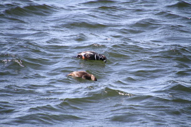 due anatre arlecchine in cerca di cibo - harlequin duck duck harlequin water bird foto e immagini stock