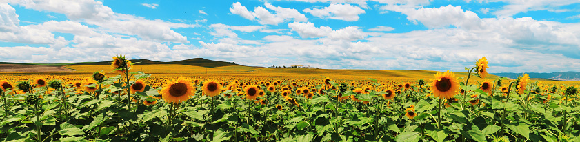 Beautiful panoramic view of a meadow full of sunflowers