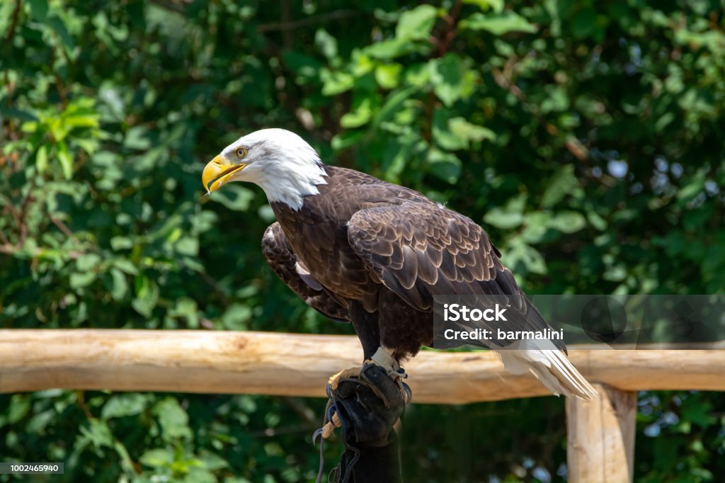 National Animal Of Usa Whitetailed Big American Bald Eagle Bird Close Up  Stock Photo - Download Image Now - iStock
