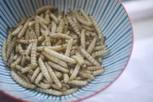 Photo of Fried bamboo caterpillar, a popular, delicious and expensive edible insect snack from Northern Thailand.