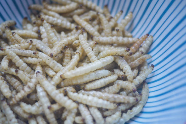 튀김 대나무 애벌레, 북부 태국에서 인기 있는, 맛 있는 및 고가의 식용 곤충 간식. - pricy 뉴스 사진 이미지