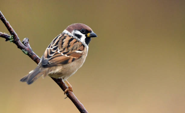 Tree sparrow Tree sparrow (Passer montanus) sparrow stock pictures, royalty-free photos & images