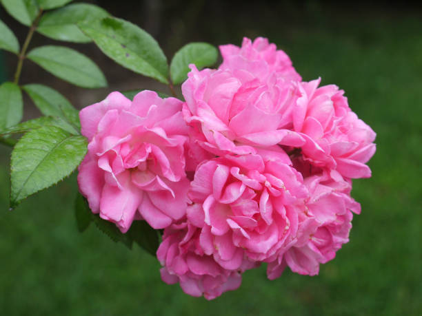 istock delicate pink rose flowers on bush leaves. Attractive and romantic 1002485358