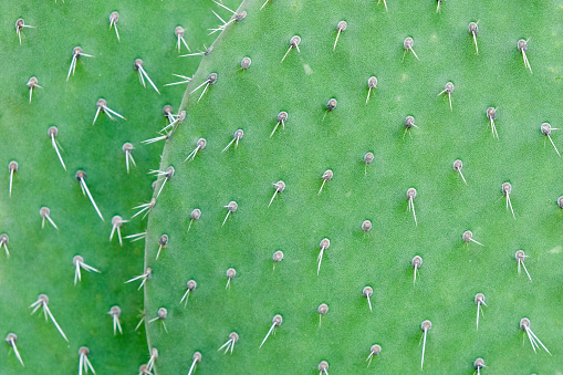 Close-up of finger touching cactus
