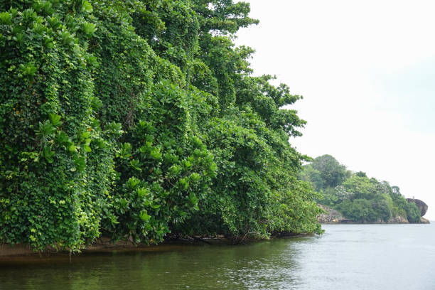 istock Mangrove trees on the river Bentota Ganga 1002498118