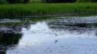 istock Slow Motion. Swallows catch insects over the lake surface. Fast birds. 1002505256