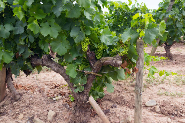 istock Summer vineyard in La Rioja, Spain. 1002505264